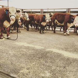 Image post by @nationalwestern on Instagram