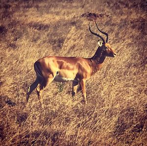 Image post by @joedeangolf on Instagram