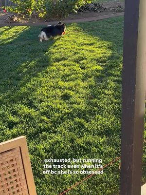 Image post by @swiftpaws_official on Instagram