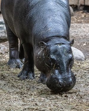 Image post by @thetorontozoo on Instagram