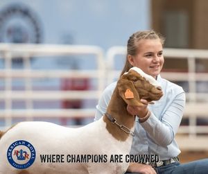 Image post by @AmericanRoyalLivestock on Facebook