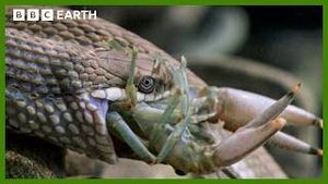 Video post by @bbcearth on YouTube