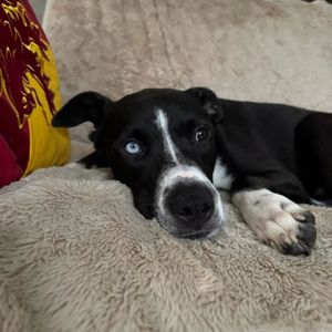 Image post by @northmeckanimalrescue on Instagram