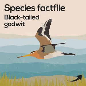 Image post by @rspb on Instagram