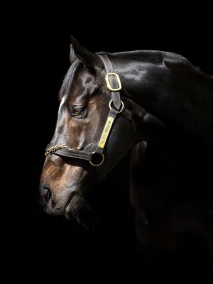 Image post by @juddmonte on Instagram