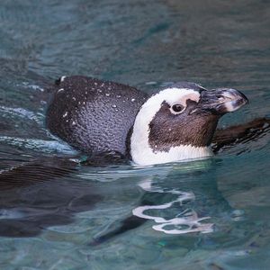 Image post by @sandiegozoo on Instagram