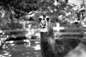 Image post by @pixellizzy on Instagram