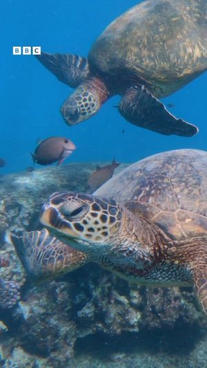 Video post by @bbcearth on Instagram