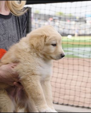 Video post by @stpaulsaints on Facebook