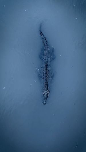 Video post by @bbcearth on Instagram