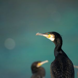 Image post by @rspb on Instagram