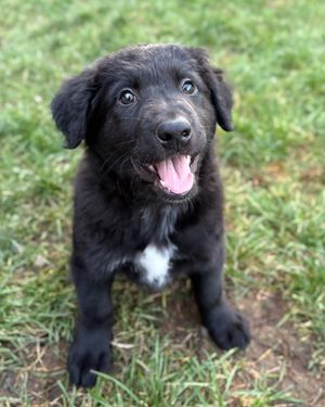 Image post by @spokhumanesoc on Instagram