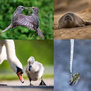 Image post by @rspb on Instagram