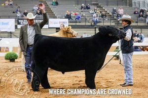 Image post by @american_royal on Instagram
