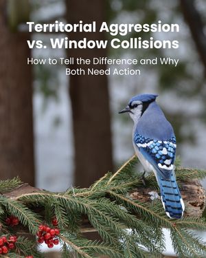 Image post by @featherfriendly on Instagram