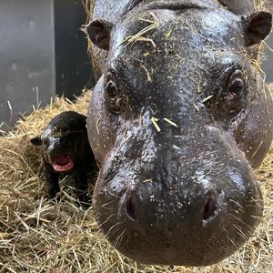 Image post by @thetorontozoo on Instagram