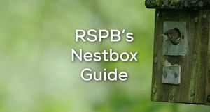Image post by @rspb on Instagram