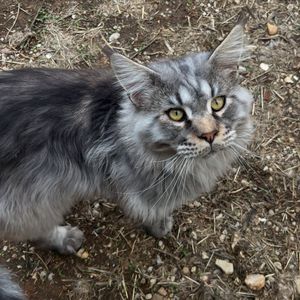 Image post by @brunrik.and.pyrene.ragdolls on Instagram