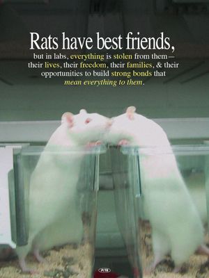 Image post by @peta on Instagram