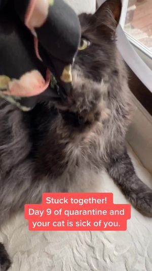 Video post by @livinglocurto on TikTok