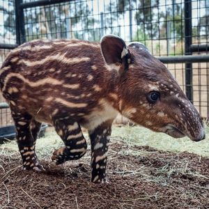 Image post by @sandiegozoo on Instagram