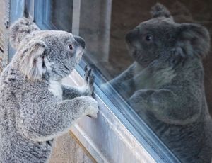 Image post by @sandiegozoo on Instagram