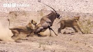 Video post by @bbcearth on YouTube