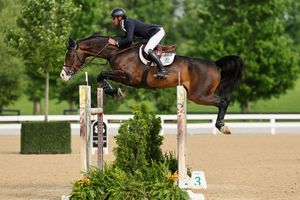 Image post by @kyhorseshows on Instagram