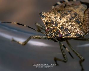 Image post by @Lathanuel Filliol Photography on Facebook