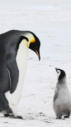 Video post by @bbcearth on Instagram