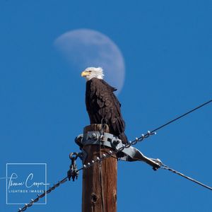 Image post by @lightboximages on Instagram
