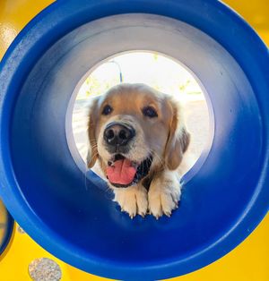 Image post by @triumphpetfood on Instagram