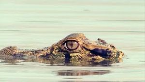 Video post by @bbcearth on YouTube