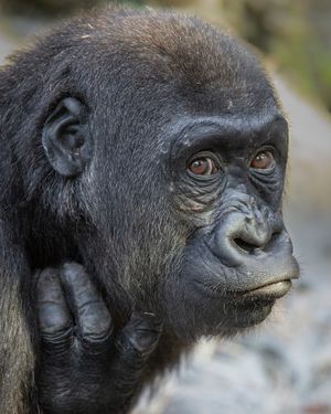 Image post by @sandiegozoo on Instagram