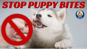 Video post by @dogsthat on YouTube