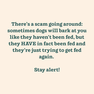 Image post by @mywoof on Instagram