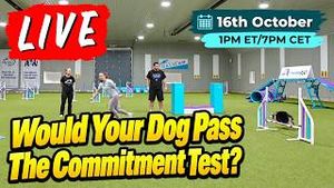 Video post by @dogsthat on YouTube