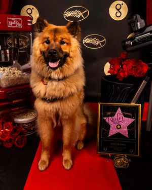 Image post by @tsukitheeurasier on Instagram