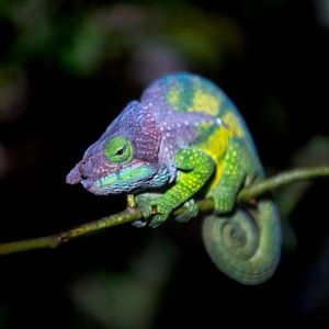 Image post by @animalplanet on Instagram