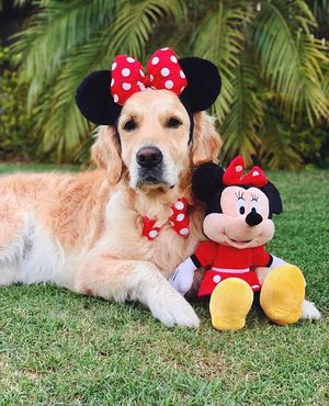 Image post by @disneypets on Instagram