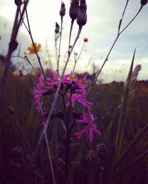 Image post by @leafyaffair on Instagram