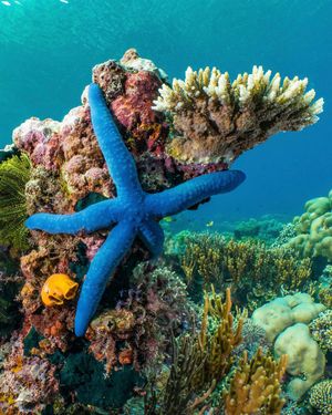 Image post by @sealegacy on Instagram