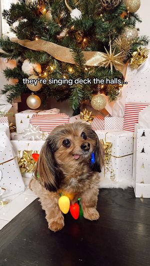 Video post by @collectivelykaitlyn on TikTok