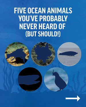 Image post by @oceana on Instagram