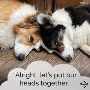 Image post by @diamondpetfoods on Instagram