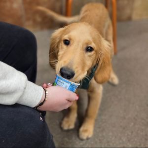 Image post by @petsmart on Instagram