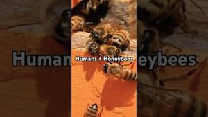 Video post by @clemsonuniversity on YouTube