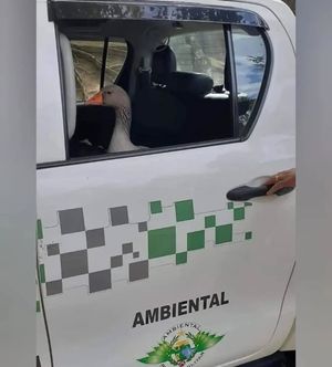 Image post by @operitoambiental on Instagram