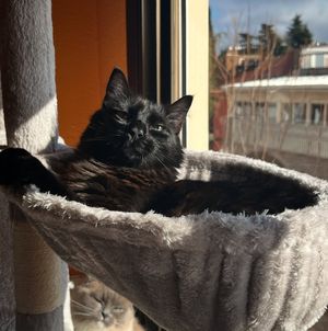 Image post by @brunrik.and.pyrene.ragdolls on Instagram