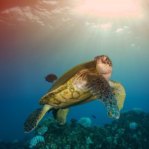 Image post by @bbcearth on Instagram